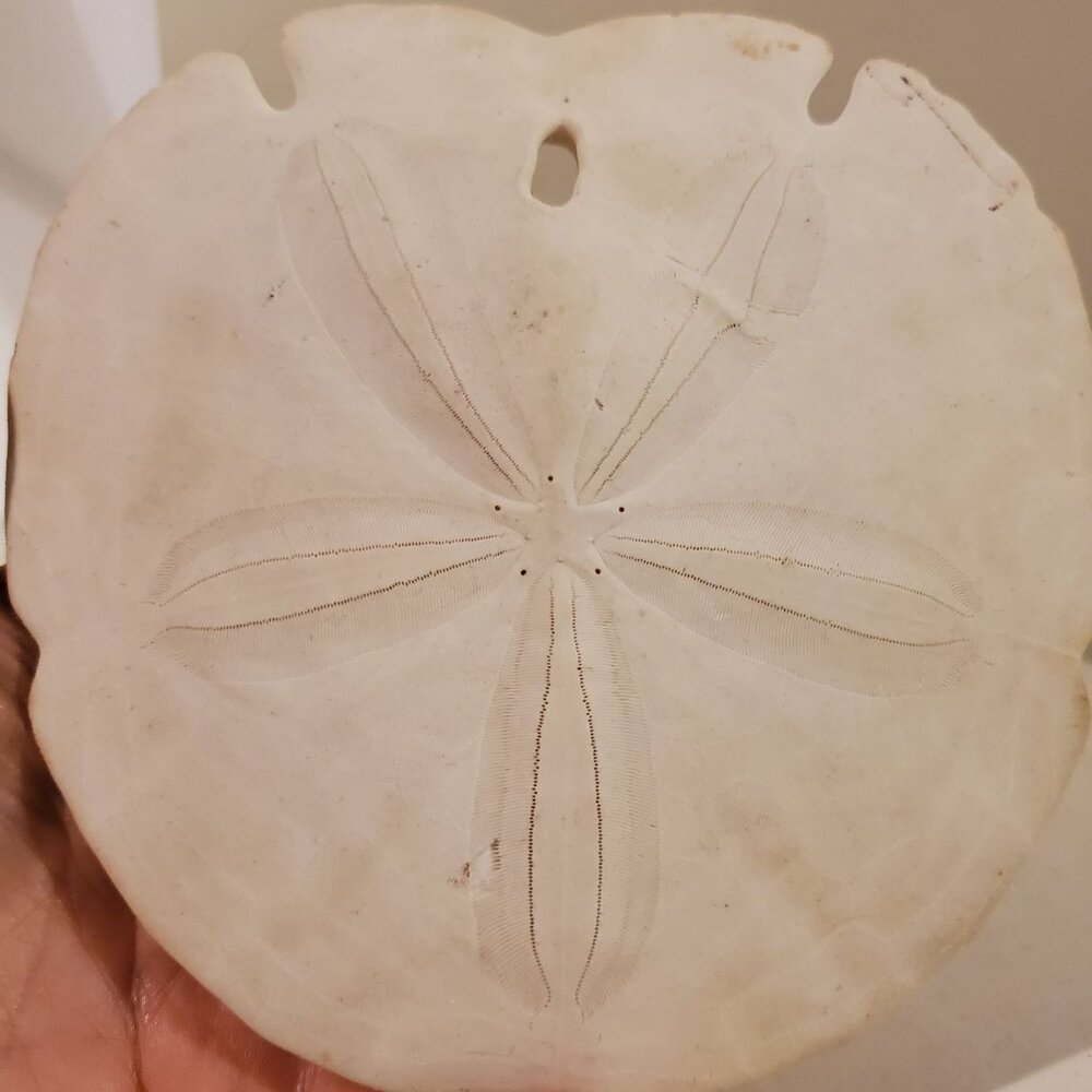 Vintage Keyhole Sand Dollar Seashell 5.5'' Wedding Beach Decor